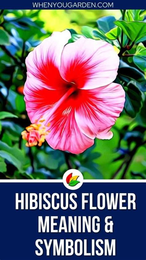The Symbolism of Hibiscus Flowers in a Dream